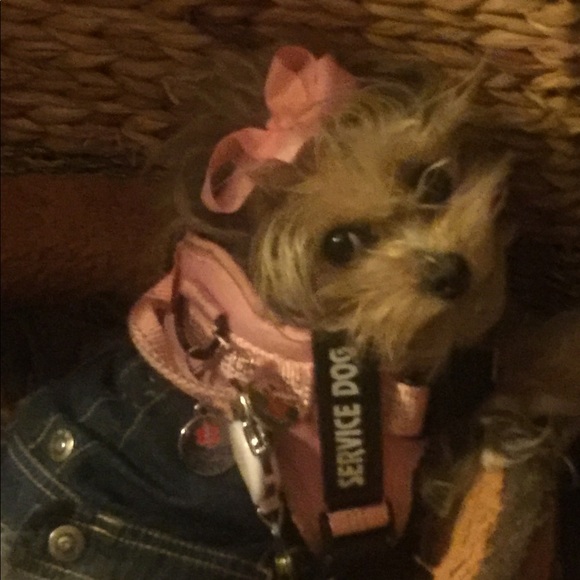 Meet your Posher, Dee-dee - Picture 11 of 13